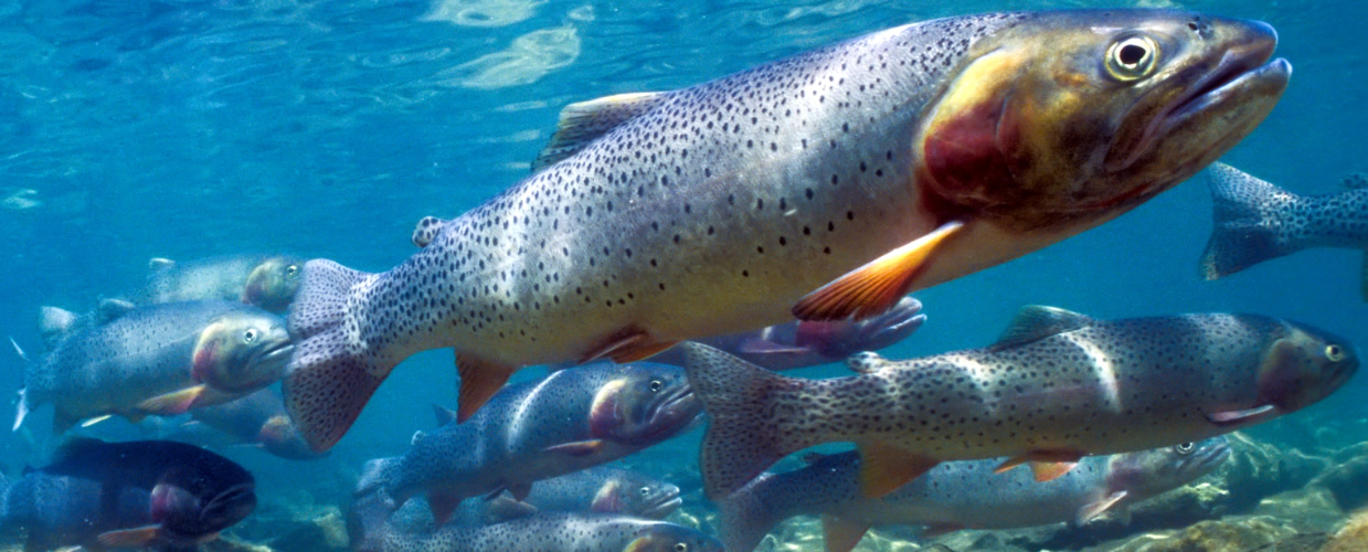 ORRCA Ouray Regional Recreation Conservation Alliance